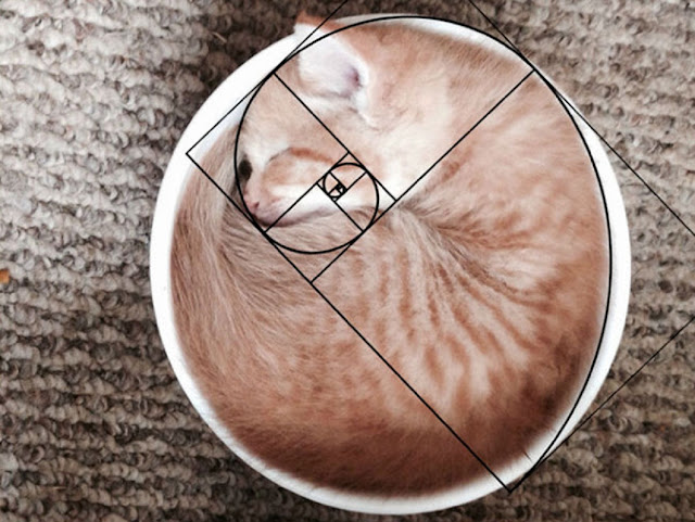 Последовательность Фибоначчи доказывает, что кошки совершенны
