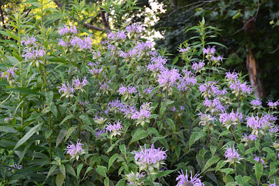 Pocket Meadows in July
