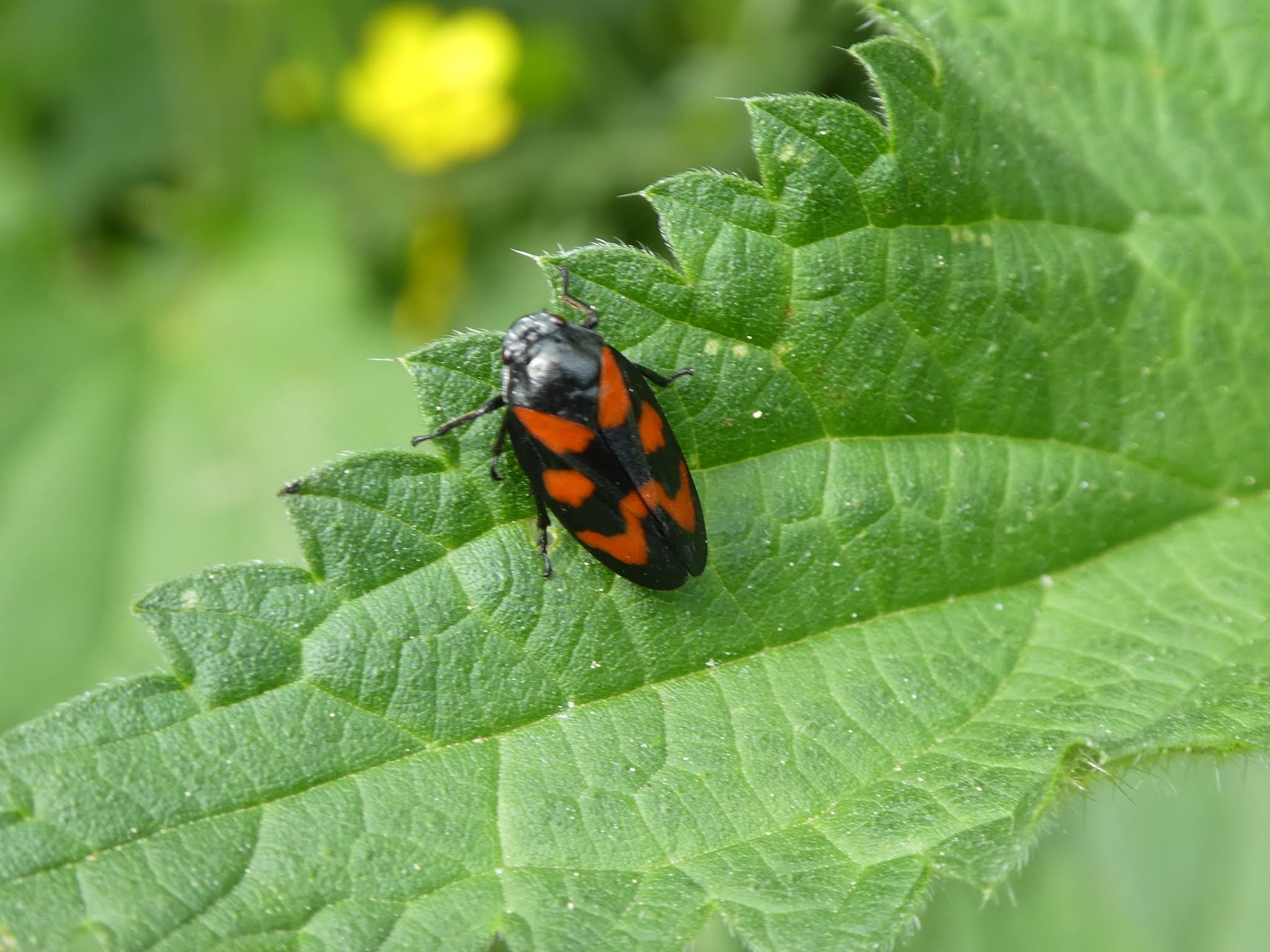 Which Insect can jump the highest? Daily Science Fact | MooMooMath and