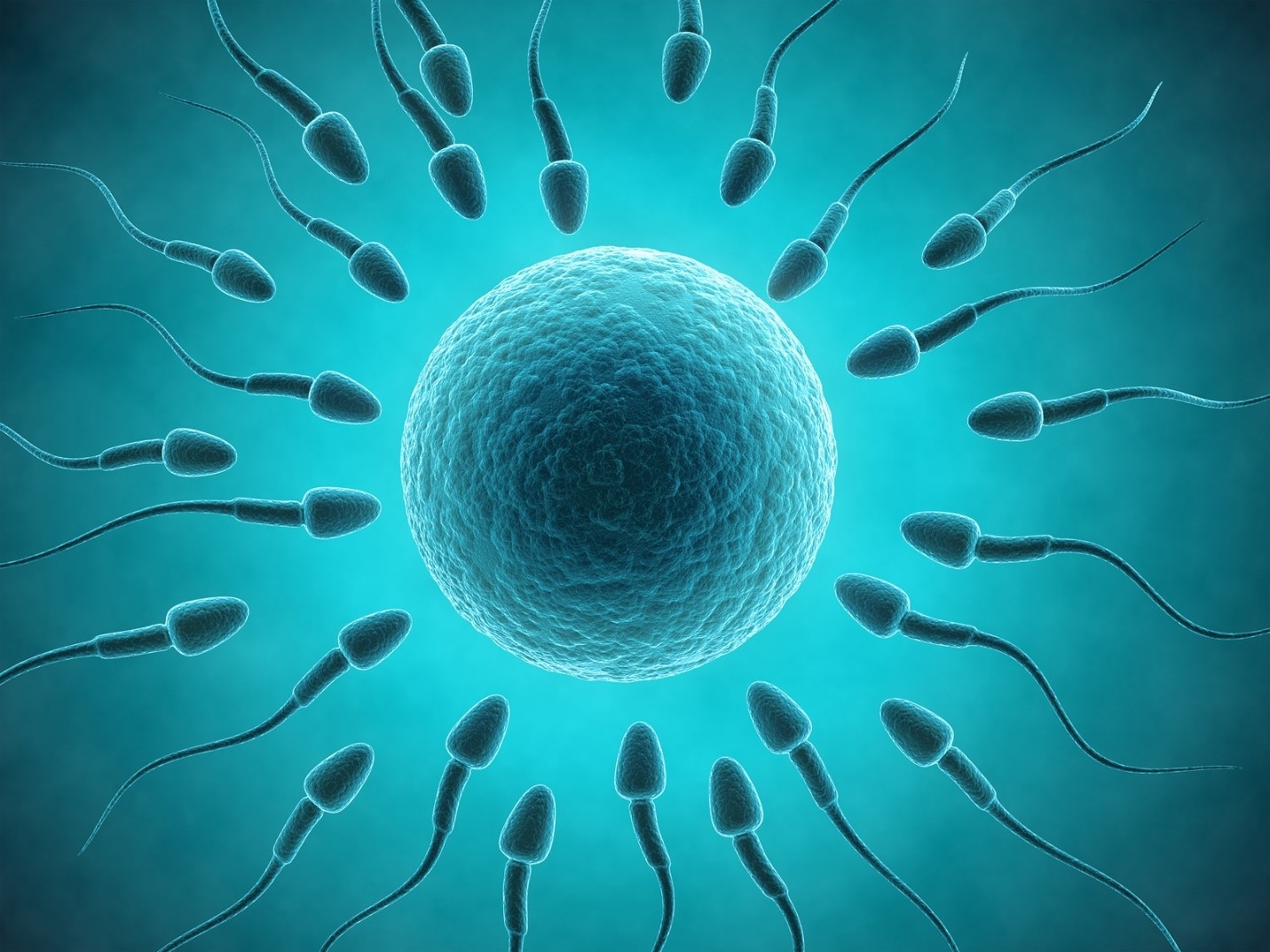  Eggs  Control Fertilization  by Choosing Compatible Sperm