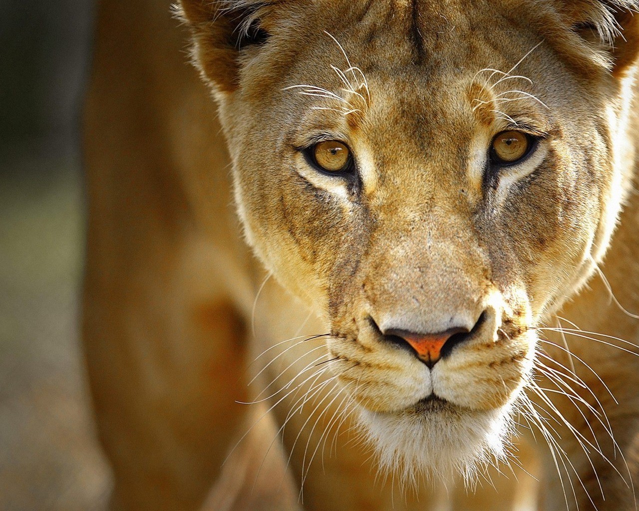 Loin Animal Image - Jiohrin