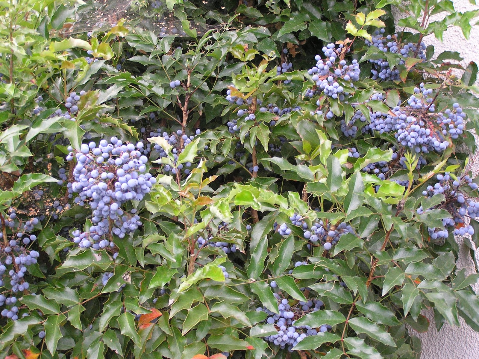 Ogrodniczy Blog 07 01 01 07 02 01