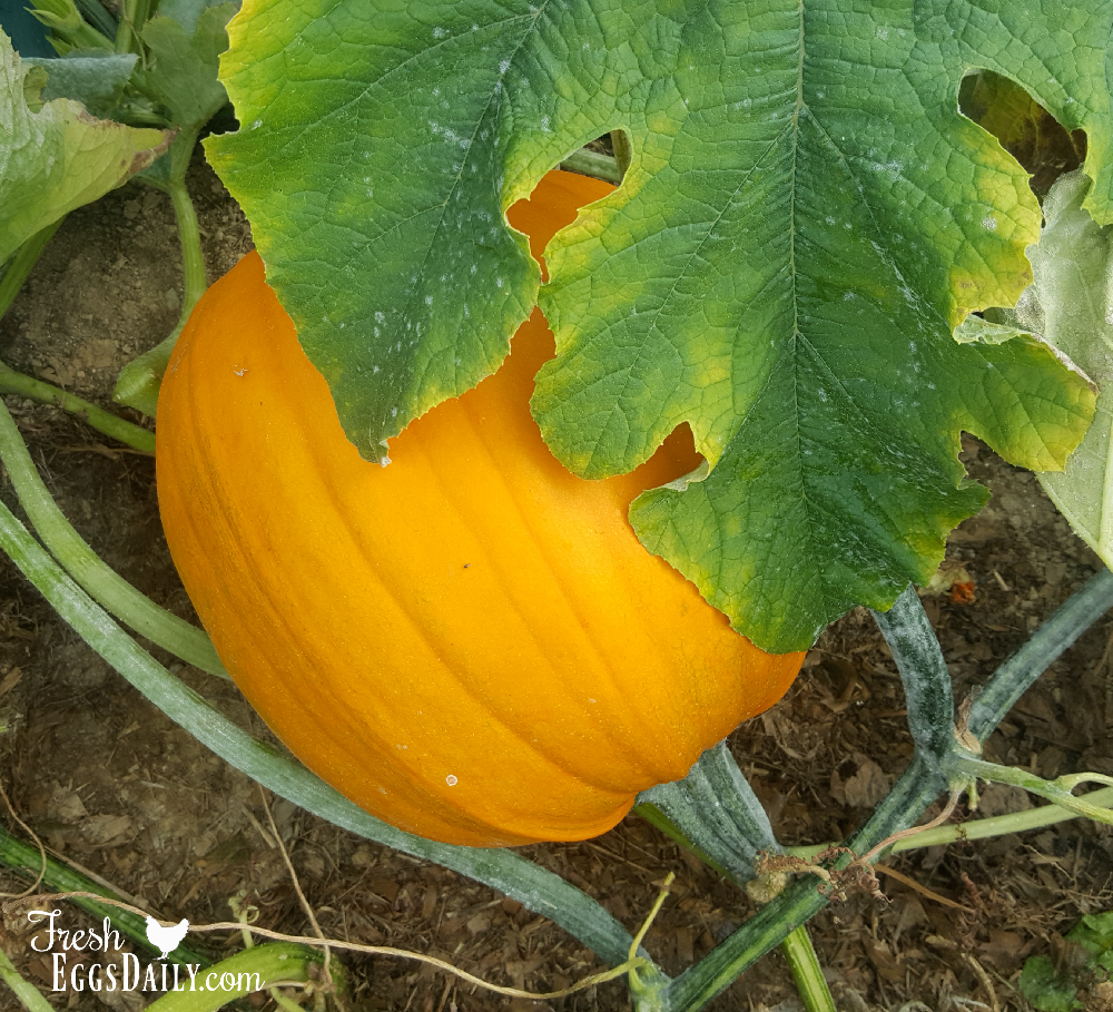 My Top Twelve Plants to Grow for Chickens Fresh Eggs Daily® with Lisa