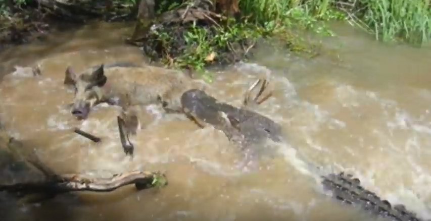 TexasNative00 Hunting and Product Reviews