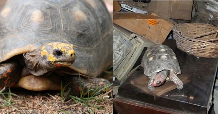 Family Cleaned Their Storage Room And Found Their Tortoise, Missing Since 1982 Family Cleaned Their Storage Room And Found Their Tortoise, Missing Since 1982