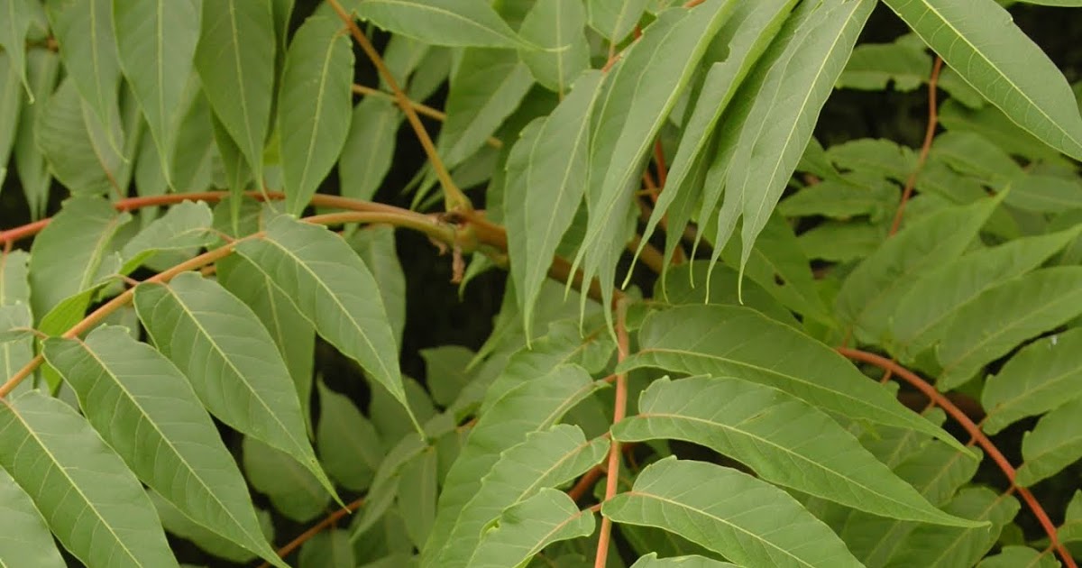 Central Pennsylvania Forestry New Resources Available on Identifying