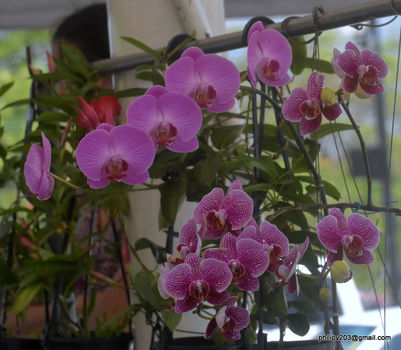 Flowers found in Sri Lanka Orchid plants for sale at 'Sathutu Uyana