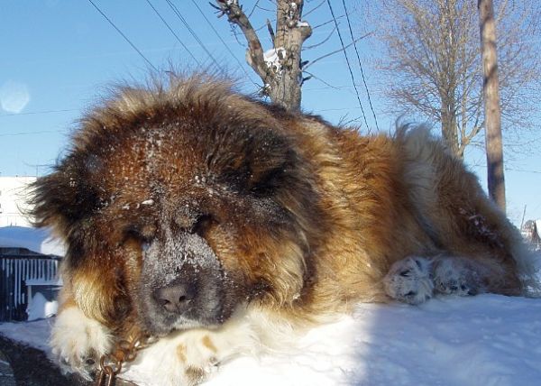 Кавказская овчарка