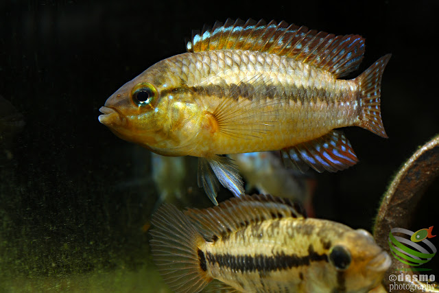 Apistogramma eleutheria