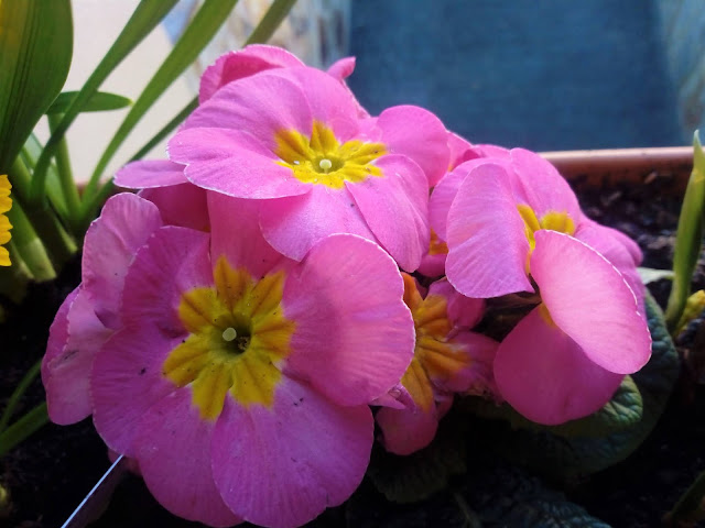 Prímula o primavera (Primula acaulis L.).