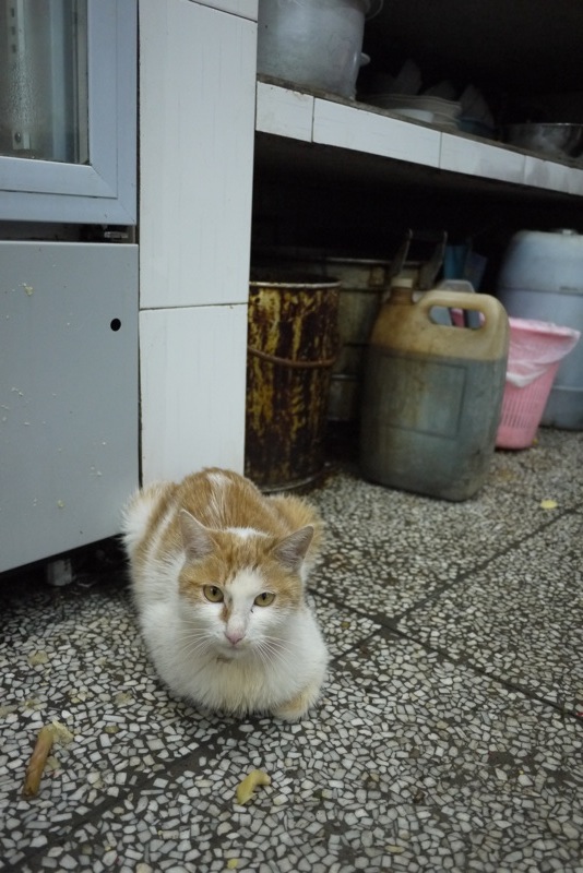 Cats in Sichuan, China Isidor's Fugue