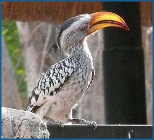 हॉर्नबिल पक्षी की जानकारी - Hornbill Bird In Hindi