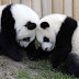 Averiguan por qué los pandas son blancos y negros