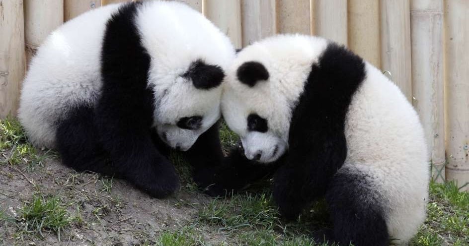 Панда таджикски. Панда фото. Две панды. Панда обнимает. Две панды обнимаются.