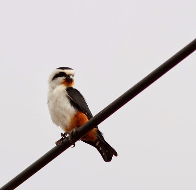 Halconcito de collar Microhierax caerulescens