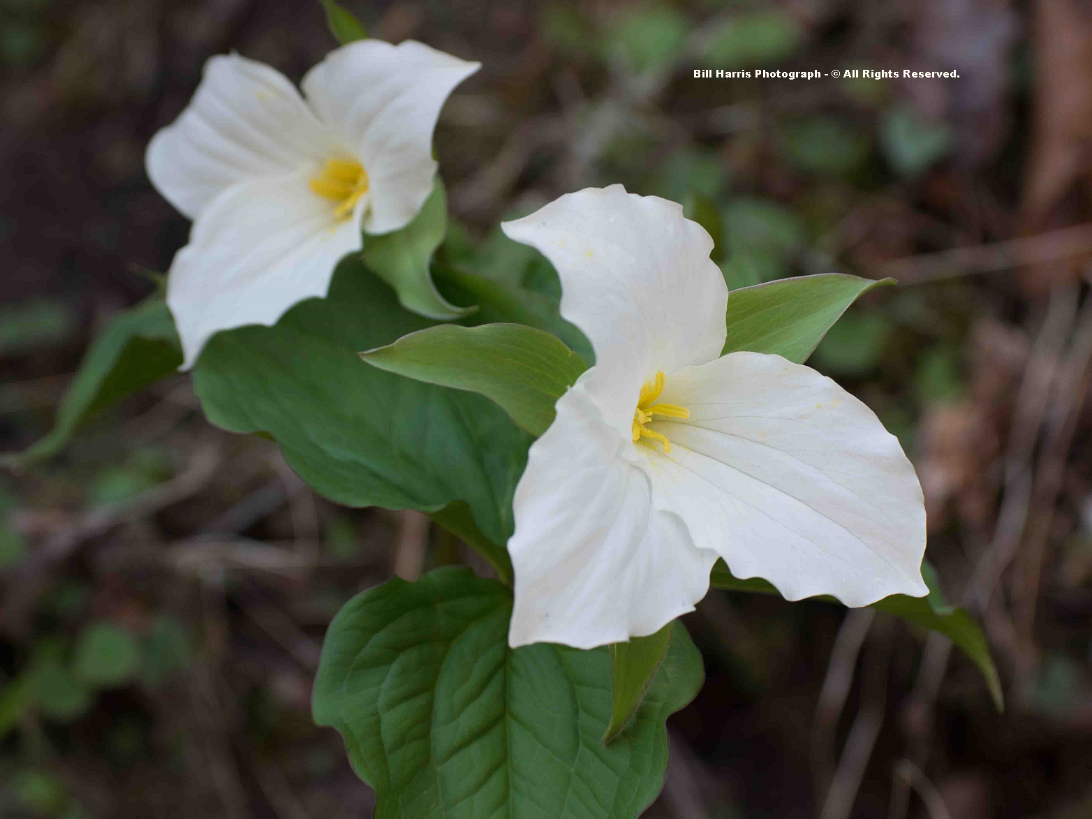 The High Knob Landform: Spring Emergence - A SLOW Process In 2014