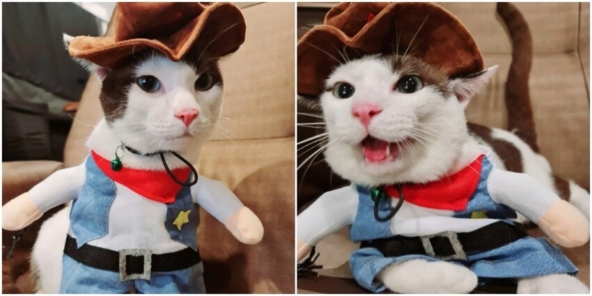 gato-con-traje-de-vaquero