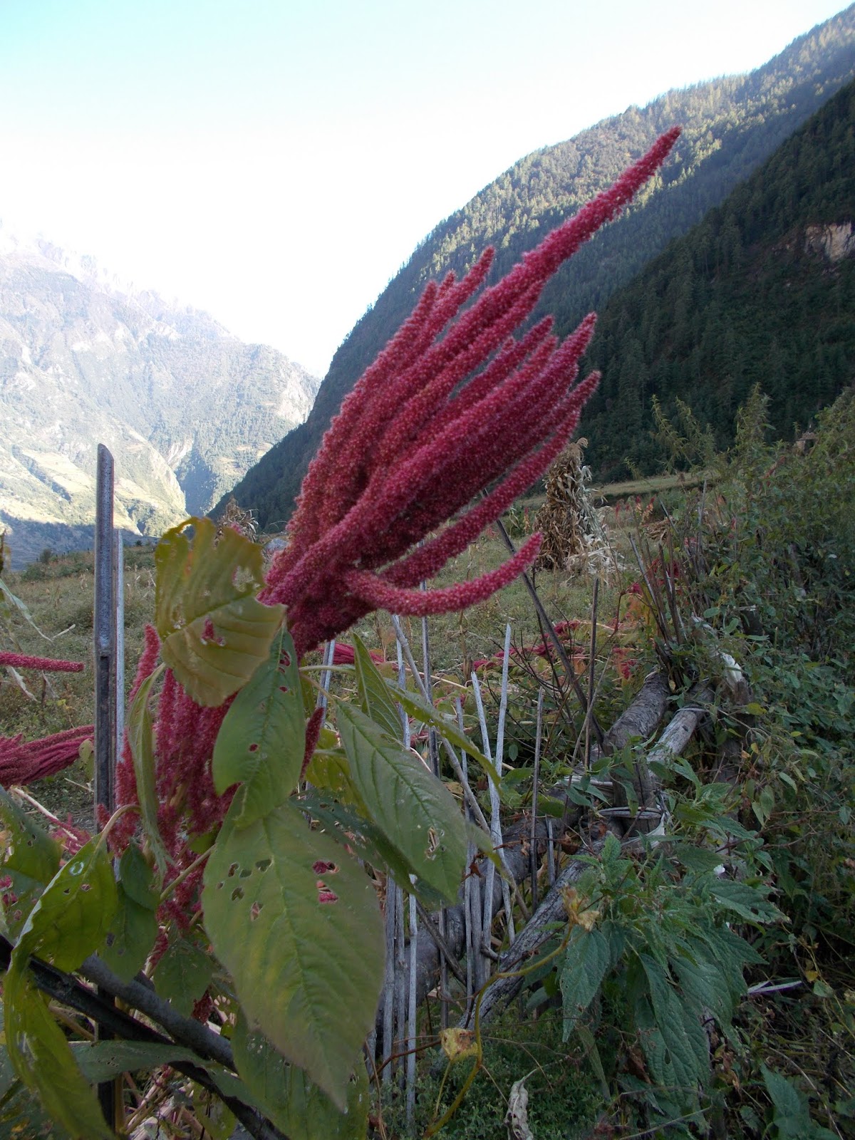 Вокруг Манаслу, долина Цум, Нар-Пу. Непал 2017.