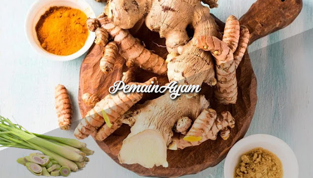 Racikan Obat Tradisional Kaki Ayam Aduan Bangkok Lemas Atau Loyo