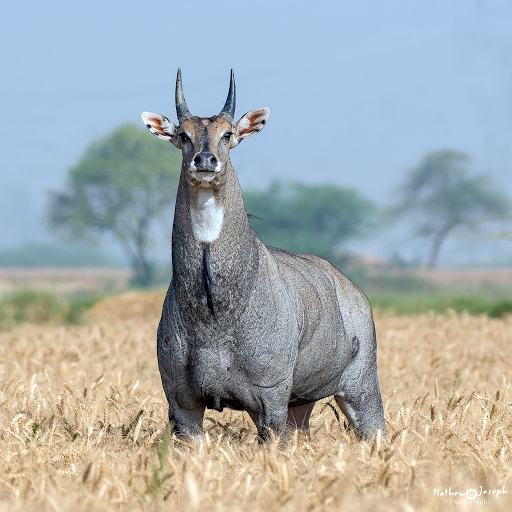 الحياة البرية : نبذة مختصرة عن حيوان النلجاى أو الثور الأزرق Nilgai
