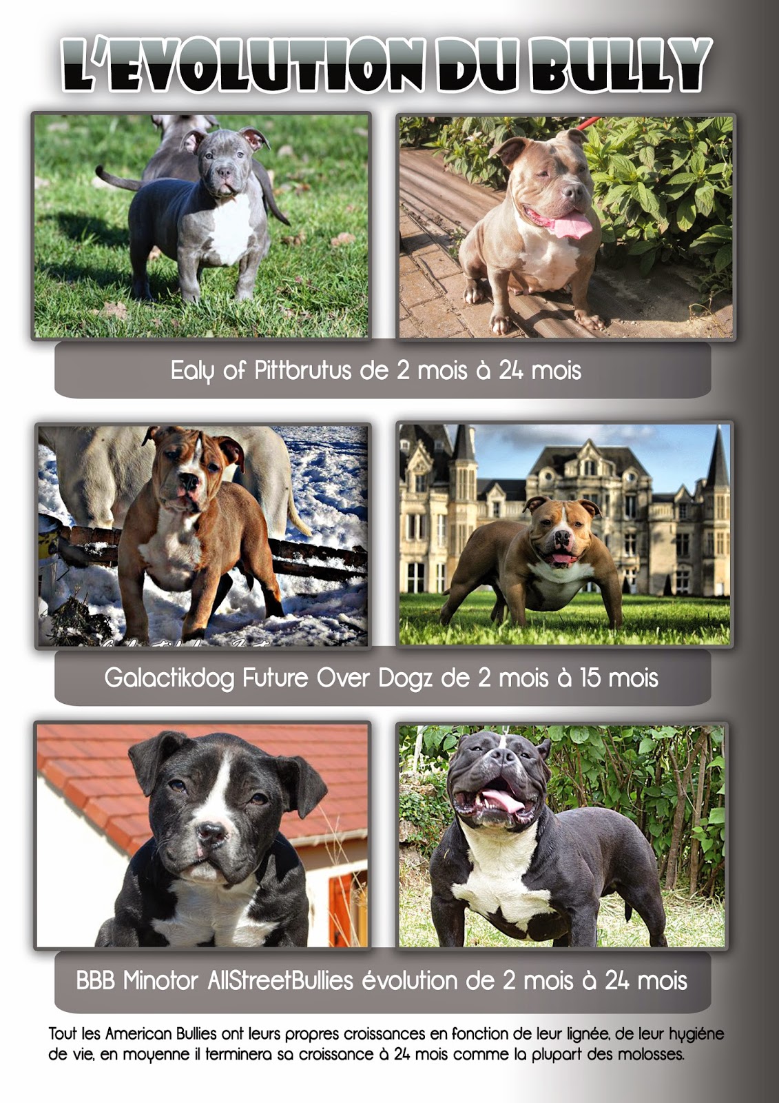 Bullymag L'évolution de l'American Bully