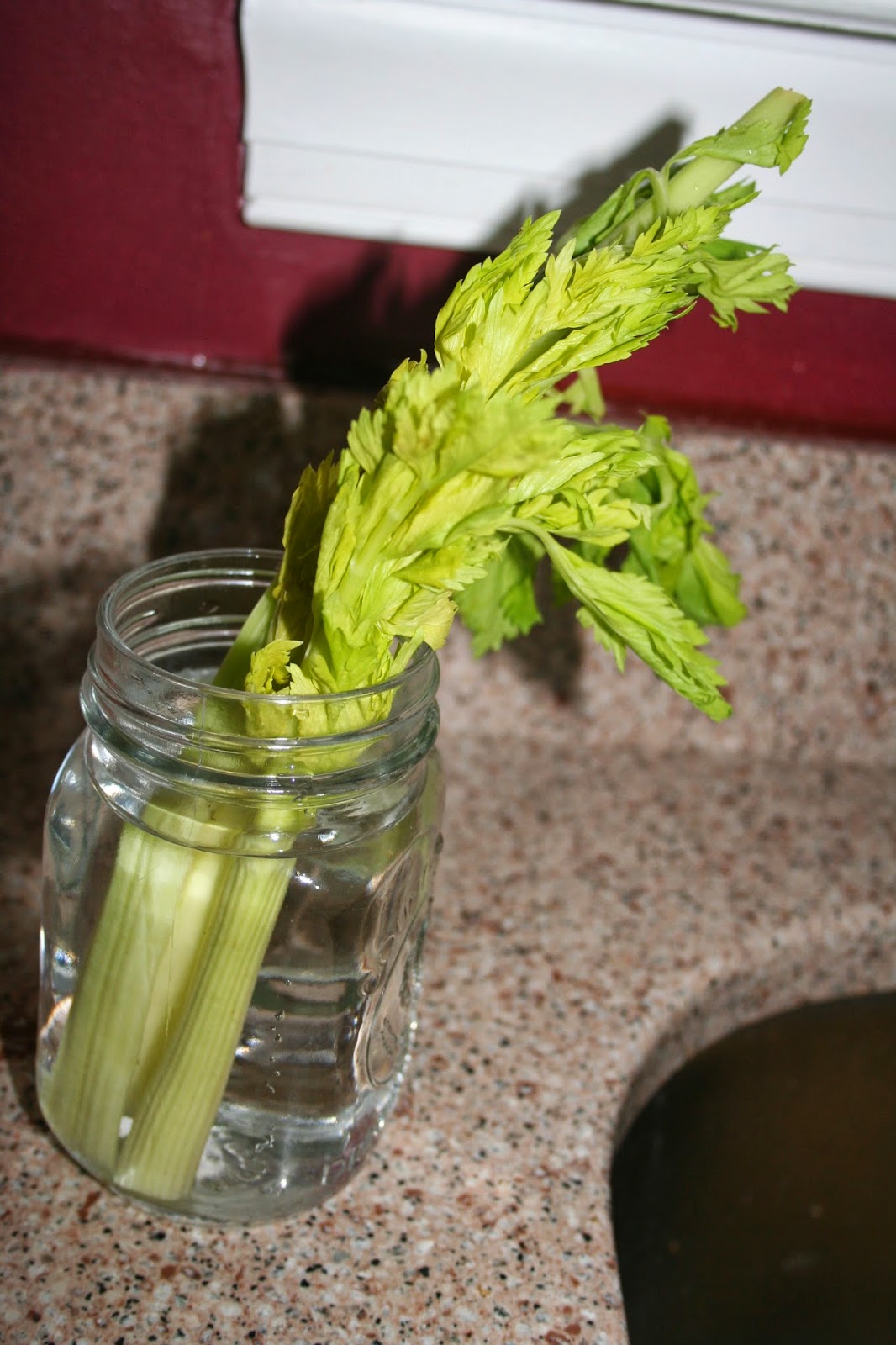 NOVA Frugal Family Thrifty Thursday What to Do with Wilted Celery and
