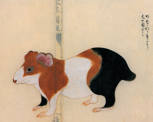 Иллюстрации животных от Takagi Haruyama