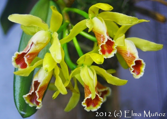 Cattleya luteola 2012 Elma Muñoz