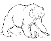 Urso (desenhos colorir urso )