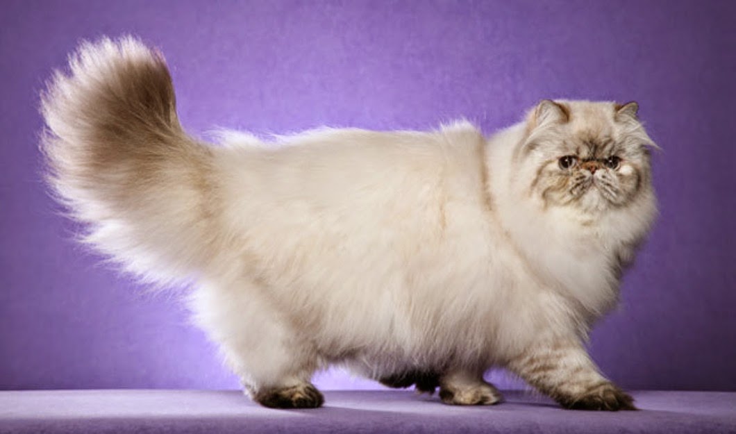 Kumpulan Gambar Wallpaper Terlengkap Kucing Persia Lucu Macam