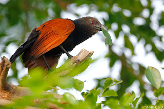 greater coucal 