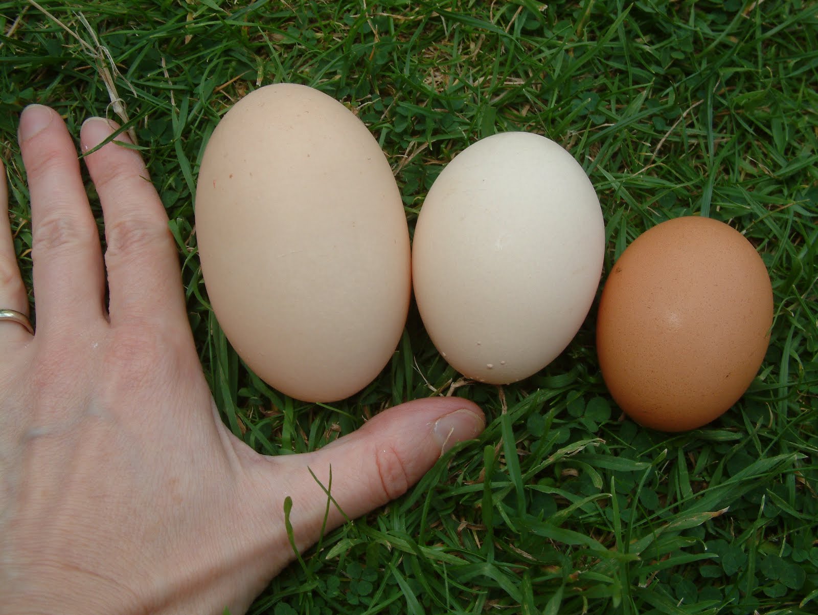 The Raggy Rat Three Eggs home grown