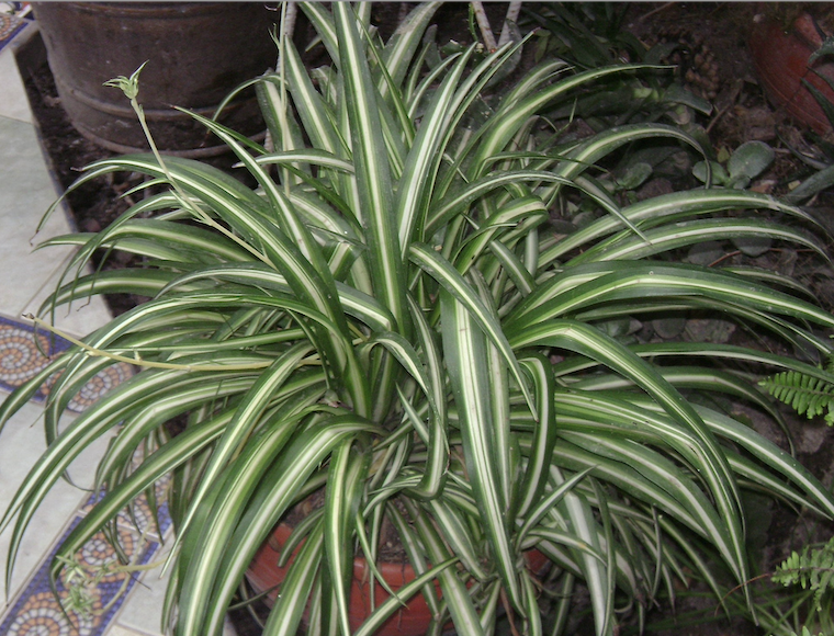Salish Sea News and Weather 6/23 Spider plant, Electron