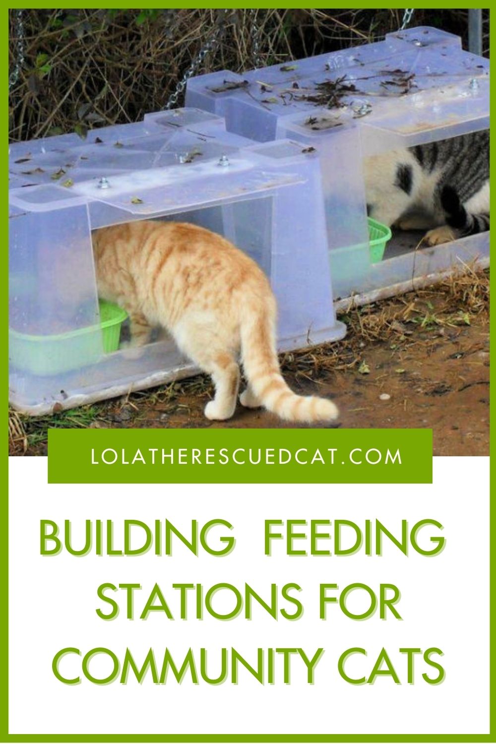 How to Build a Feeding Station for Community Cats Lola The Rescued Cat