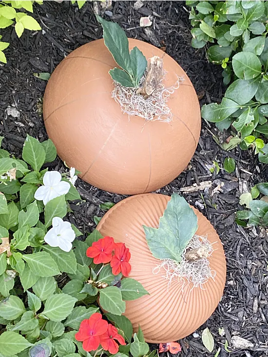 pumpkin patch pumpkins