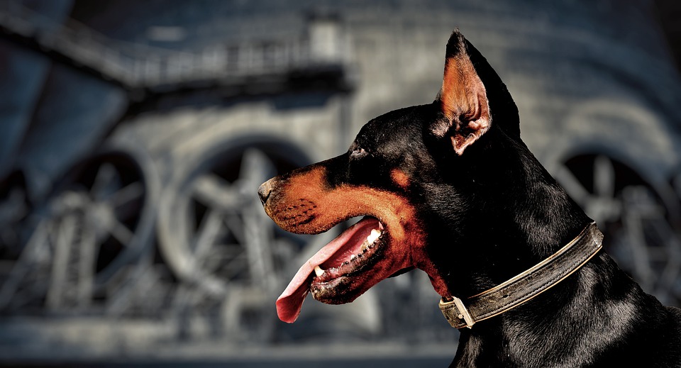 Kenali Penyebab Anjing Peliharaan Menjadi Galak Dan Agresif