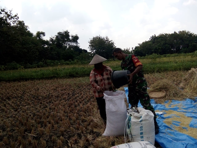 Babinsa Nganti Terjun Sawah Panen Padi