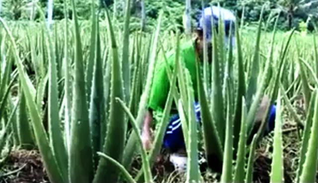 Cara Menanam Lidah Buaya Secara Organik Ruang Pertanian cara menanam lidah buaya secara organik ruang pertanian