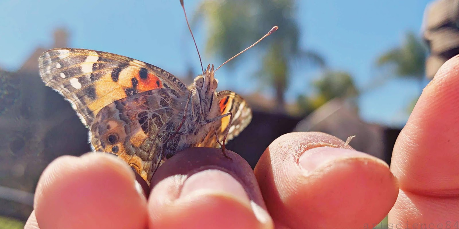 EARTH by artscience84 Painted Lady Butterfly Migration 2019