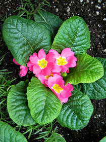 Primula acaulis pink primrose Allan Gardens Conservatory 2015 Spring Flower Show by garden muses-not another Toronto gardening blog 