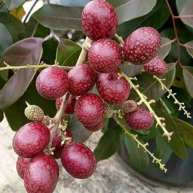 Bibit Kelengkeng Merah Ruby Longan Super Dumai