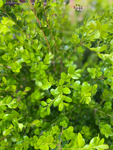 small green leaves stems boxwood bush