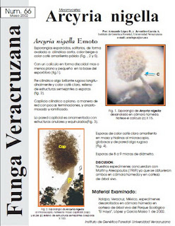  Arcyria nigella (Myxomycetes)