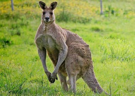 Soal Un Fauna Di Dunia Terlengkap