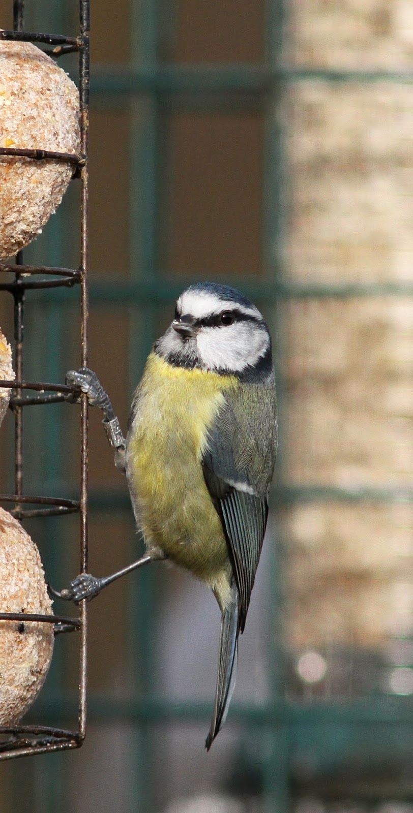 Northamptonshire Birding: Tits galore!