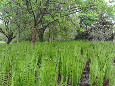 Mass planting of ferns Improve your garden Hillier Gardens Green Fingered Blog