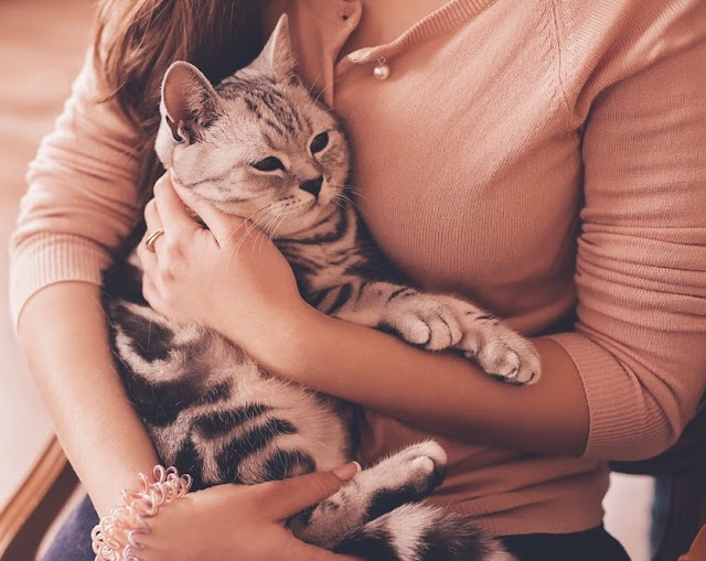 Cute Dogs and Cats 5 Ways Cats Show Their Affection