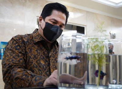 menteri bumn terpincut ikan cupang