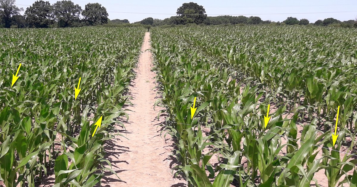 Radiosonden: Mais, Rasen oder Raps? Radiosonden: Mais, Rasen oder Raps?