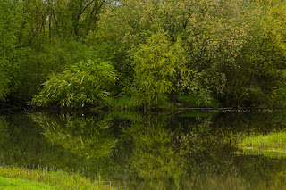 Naturfotografie Wildlifefotografie Lippeaue